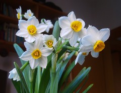 水仙花開了 水仙花開了