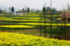 油菜花的季節650字 油菜花的季節650字