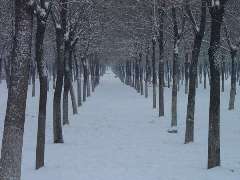 在那些飄雪的日子-借景抒情作文800字 在那些飄雪的日子-借景抒情作文800字