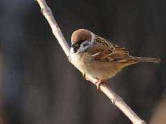 麻雀的心愿作文 麻雀的心愿作文