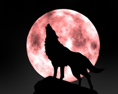 母愛-讀《狼王夢》有感 母愛-讀《狼王夢》有感