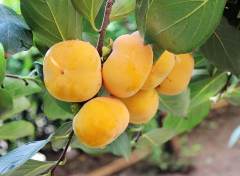 敘事的作文200字-摘柿子 敘事的作文200字-摘柿子