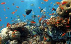 神奇的海洋世界 神奇的海洋世界