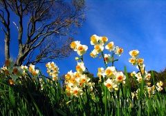 水仙花的觀察日記 水仙花的觀察日記